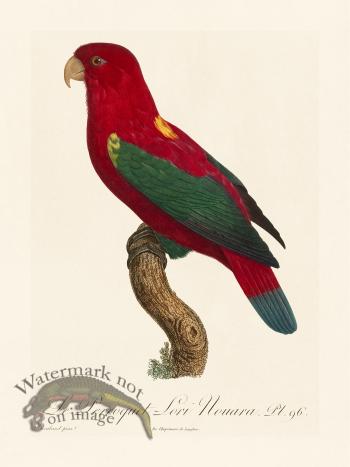 Barraband Parrot 096